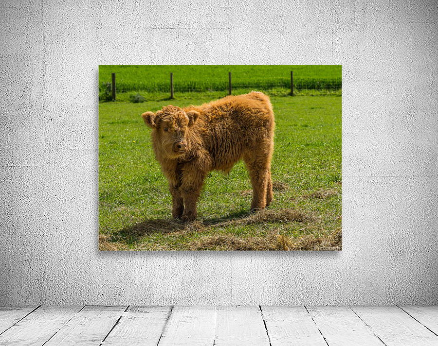 Young male highland calf in meadow facing the camera Wall Preview
