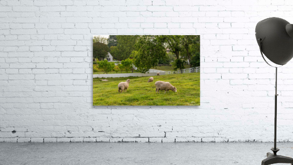 Sheep grazing in meadow in Williamsburg Virginia by Steve Heap