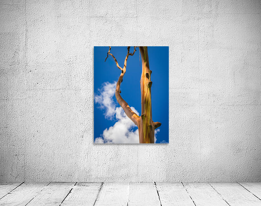 Branch of rainbow eucalyptus trees in Keahua Arboretum Wall Preview