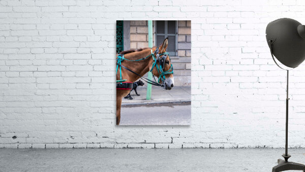 Portrait of horse pulling carriage with black dog on sidewalk by Steve Heap
