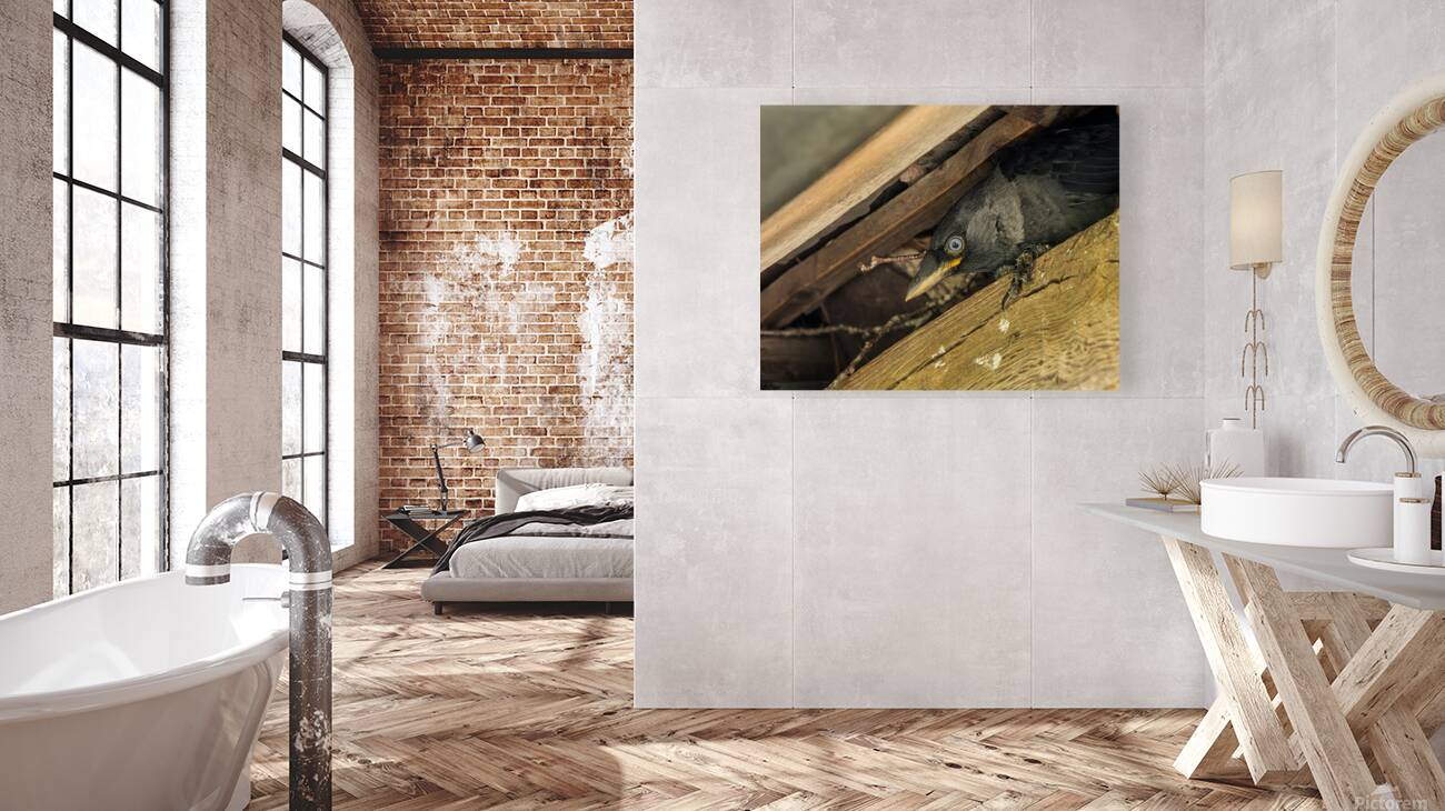 Head of a jackdaw poking out from nest in the rafters of an old  Reproduction