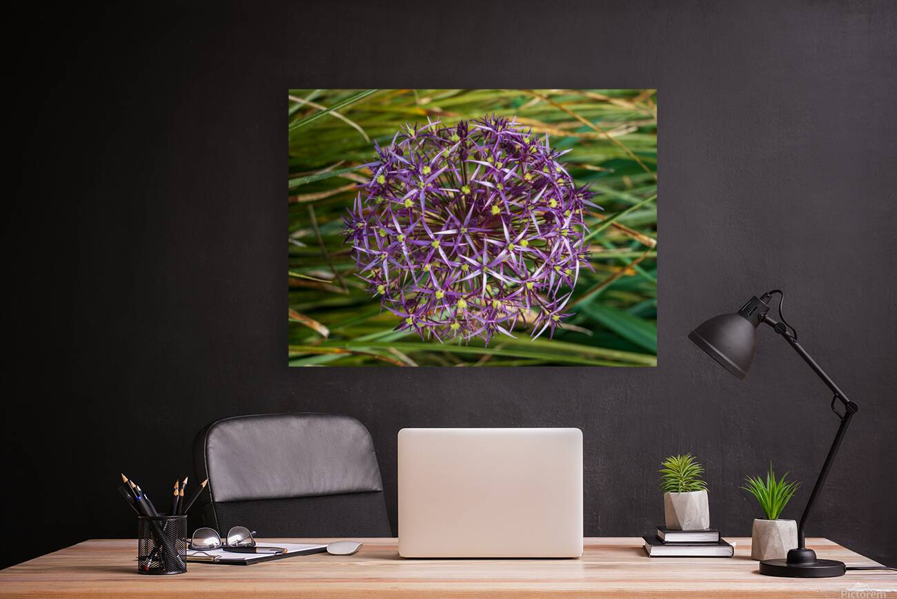 Large purple umbel of the Persian Onion or Star of Onion flower Reproduction