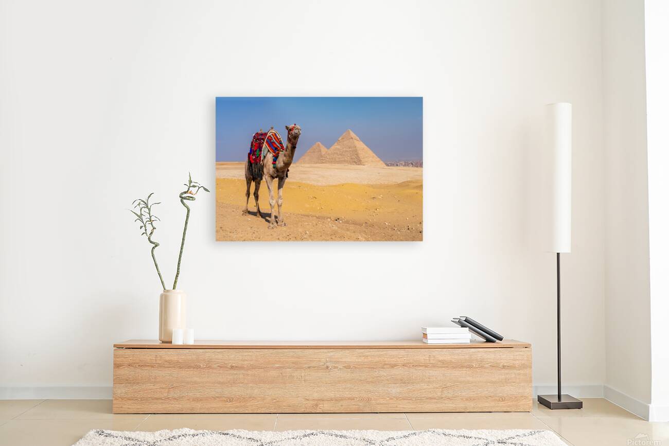 Single camel standing in front of Great Pyramid of Giza waiting  Reproduction