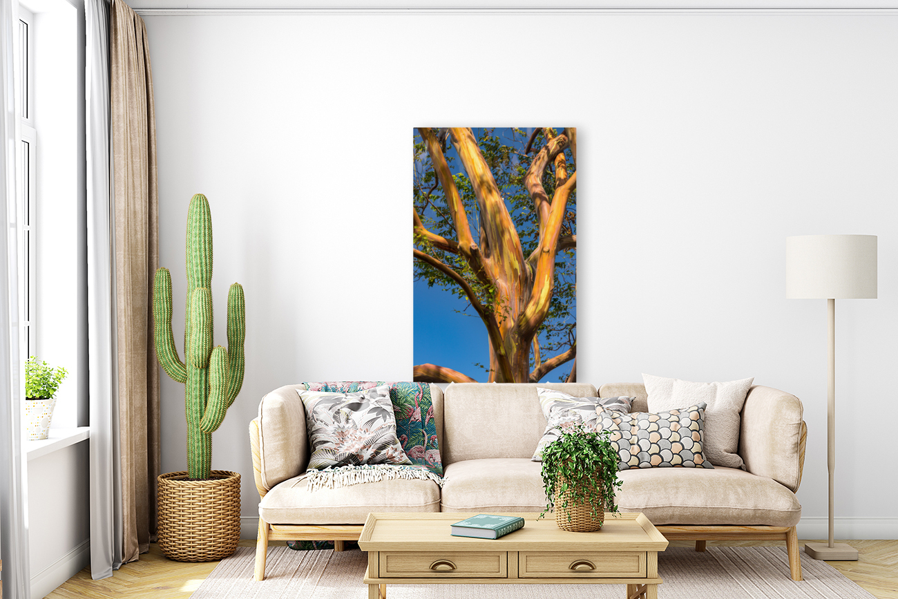 Pattern of branches of rainbow eucalyptus trees against blue sky on Kauai Reproduction