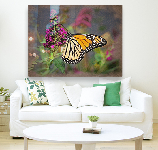 Beautiful Monarch butterfly feeding in garden  back frame mount