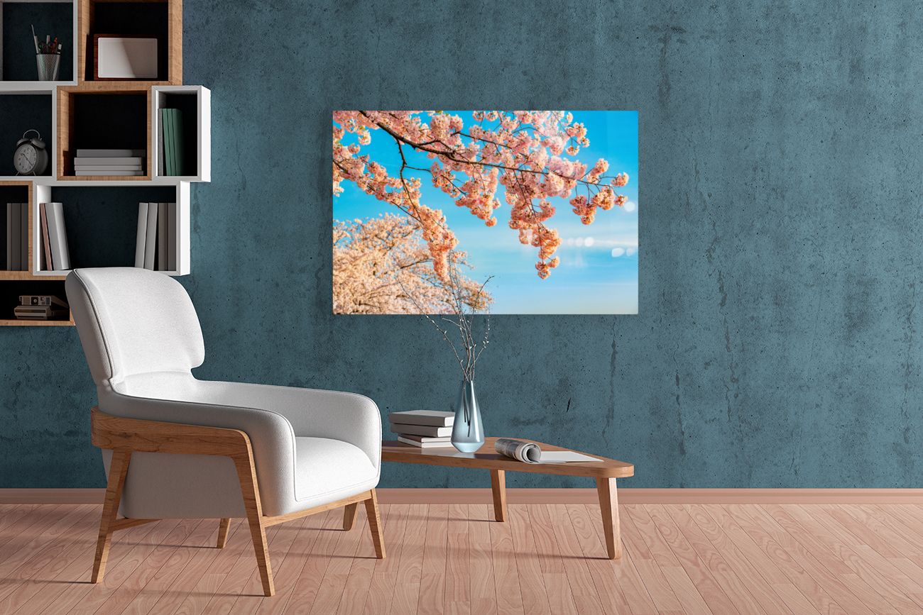 Detail macro photo of japanese cherry blossom flowers Reproduction