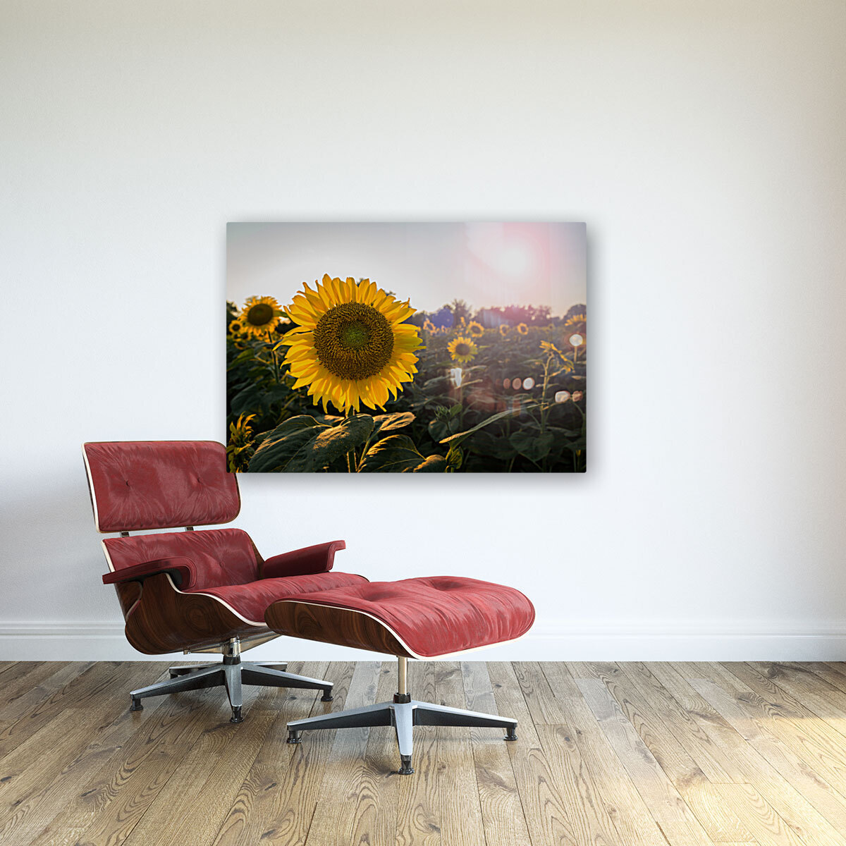 Sunflowers in early evening as sun sets Reproduction