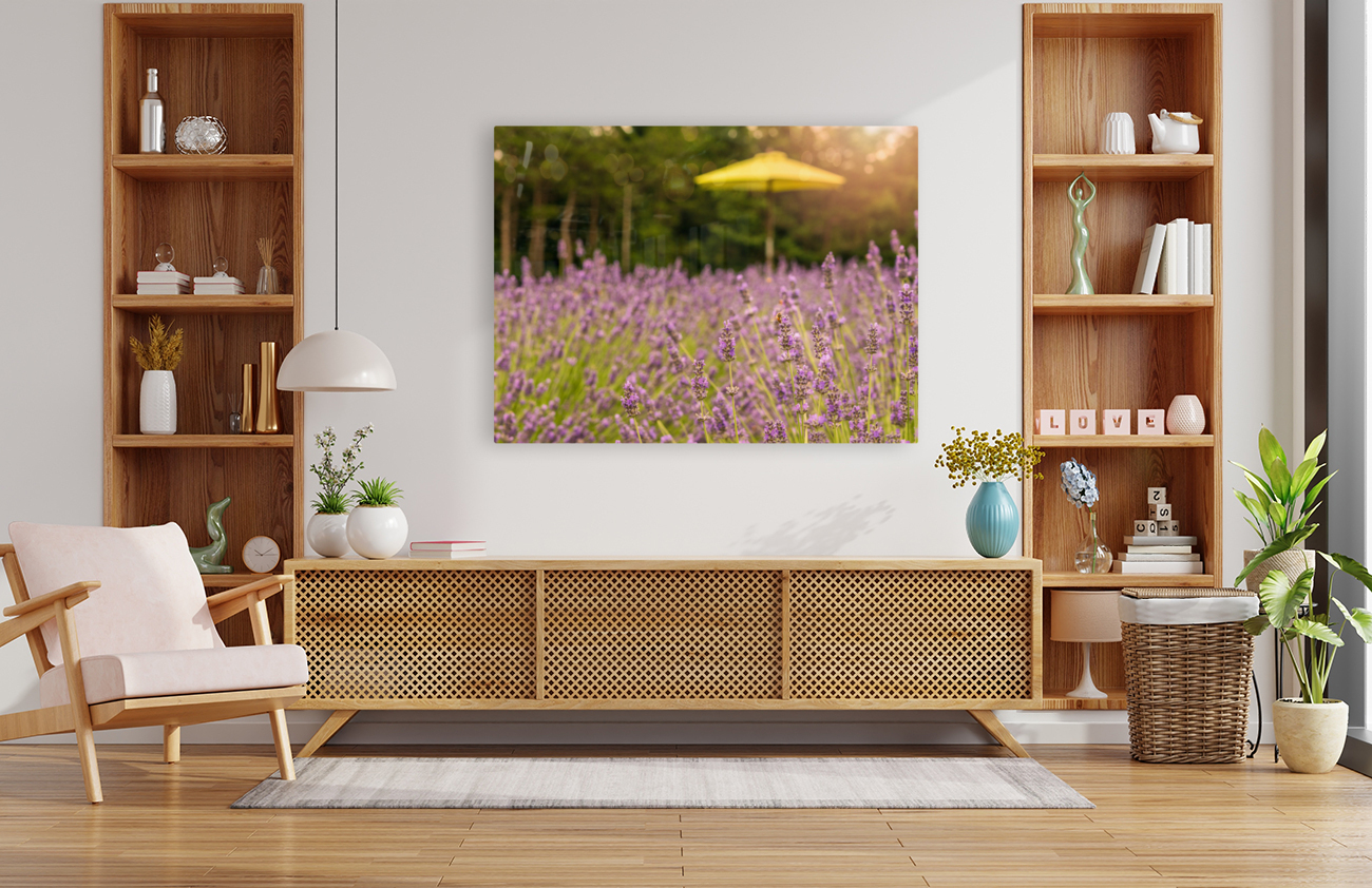Close up of Lavender plants in blossom in early July Reproduction