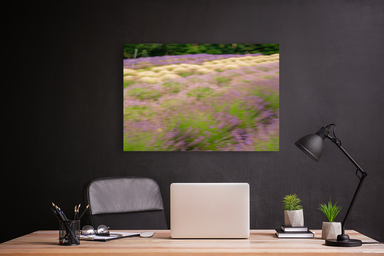 Blurred lavender plants in blossom in early July Reproduction