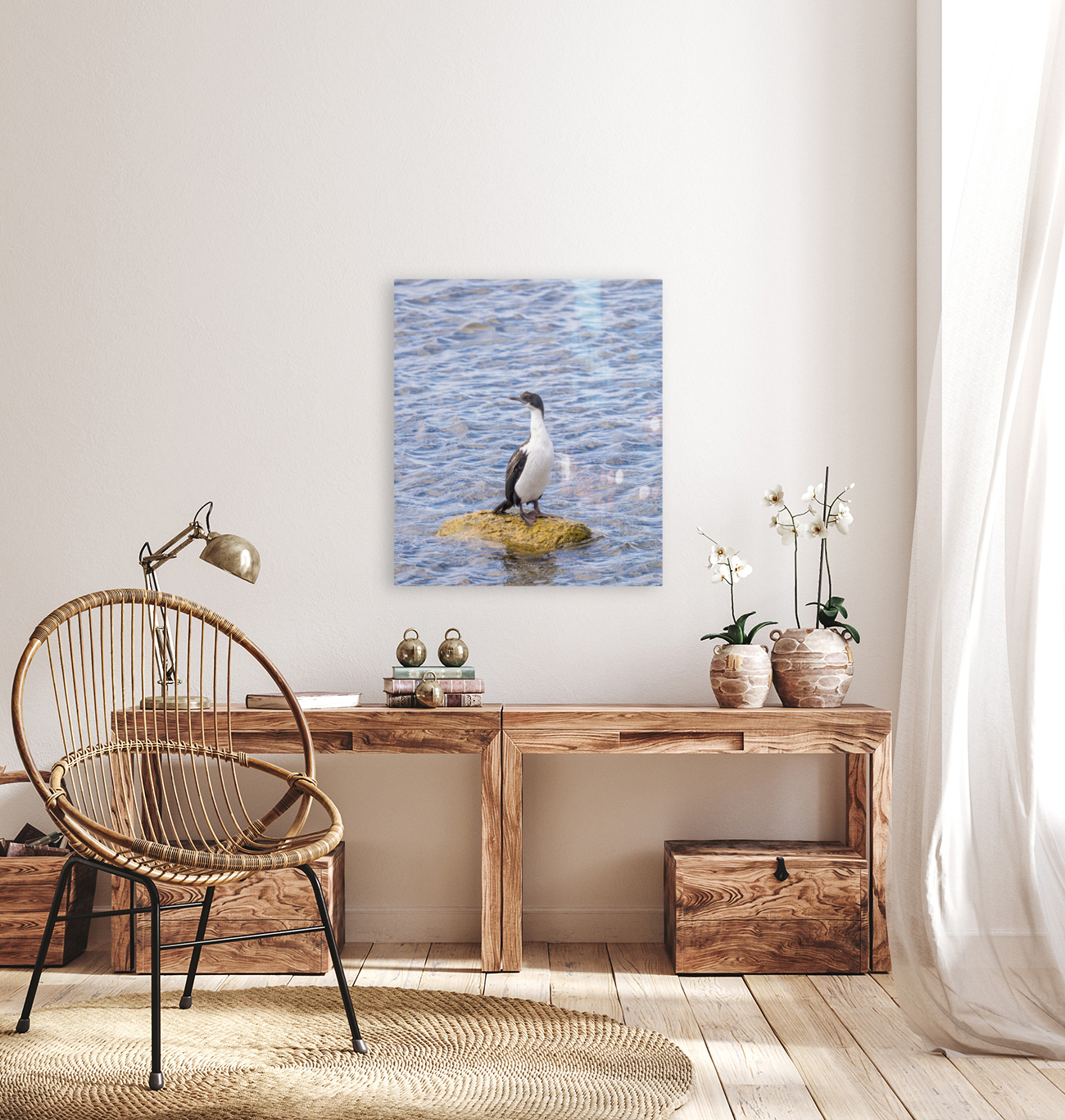 Imperial Cormorant seabird on rock in Punta Arenas Chile Reproduction