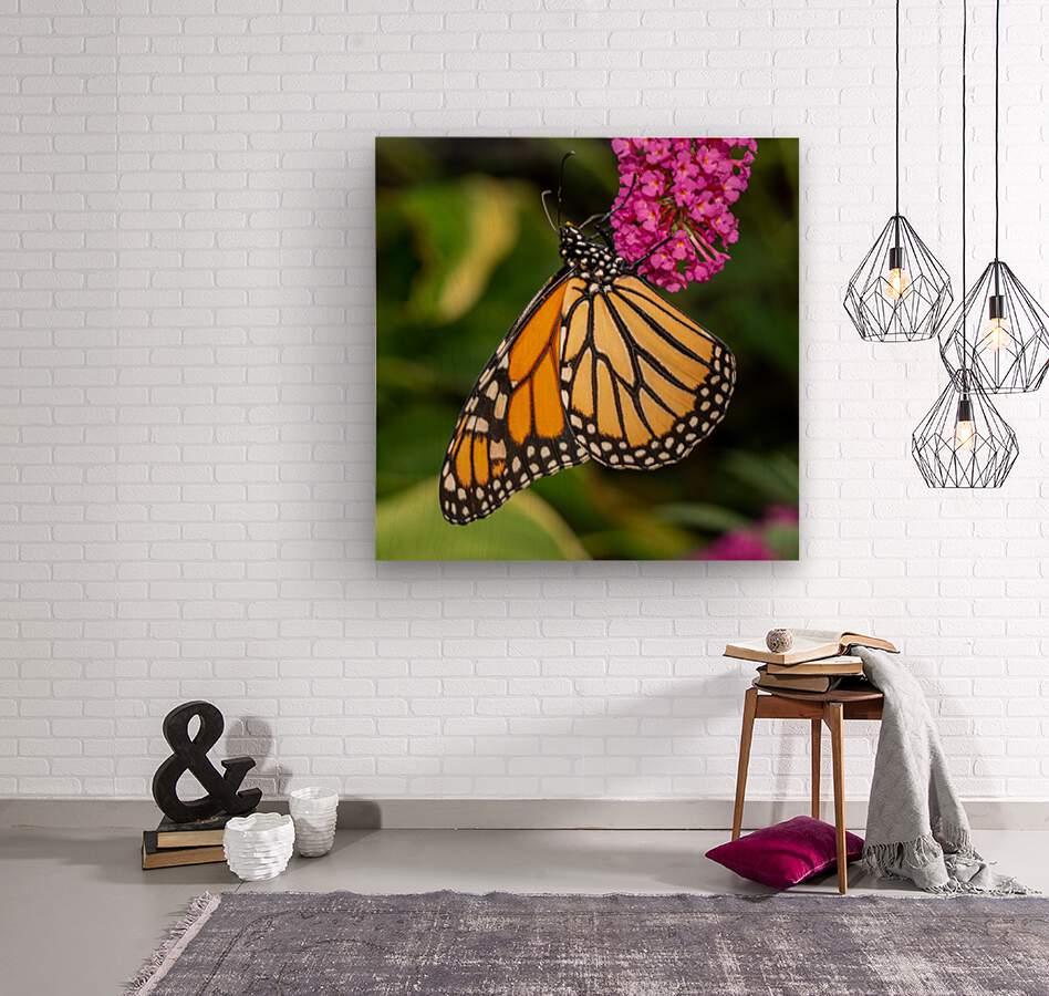 Side view of Monarch butterfly feeding in garden  Wood print