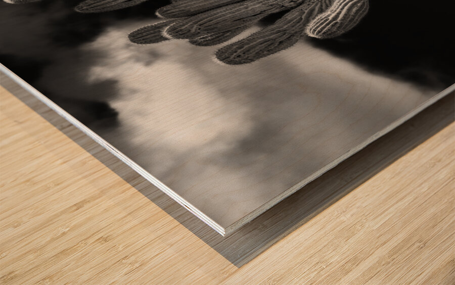 Crested Saguaro in National Park West in monochrome Wood print