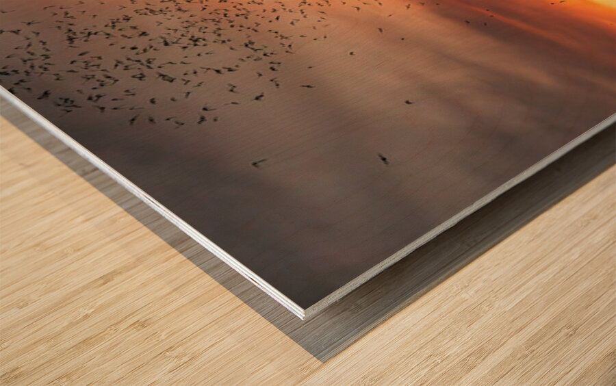 Bats Flying Overhead - Crowd on Congress Avenue bridge Wood print