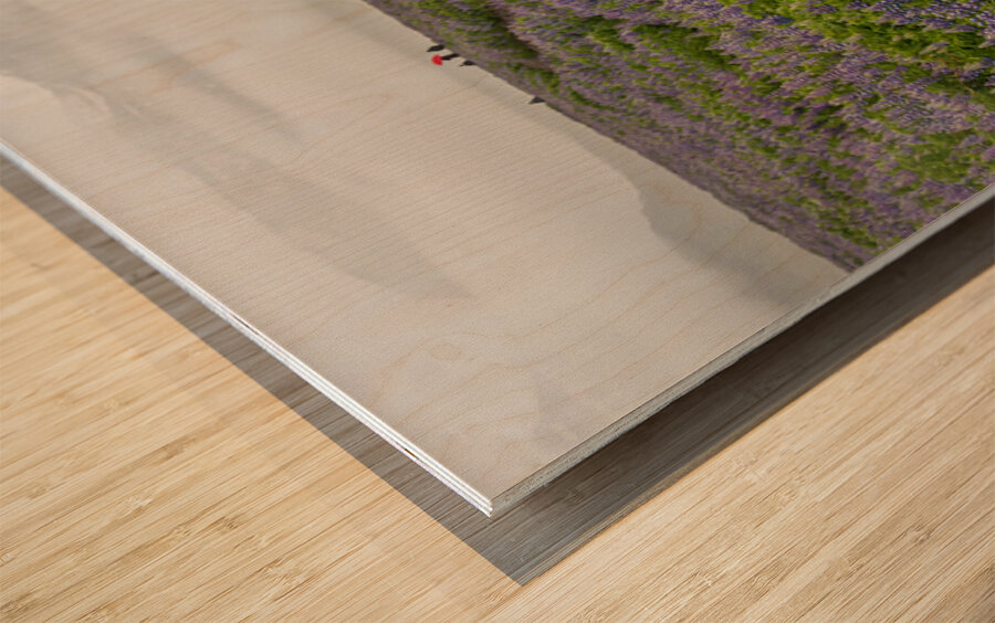 Path from the bird watching cliffs at Skalanes Nature Center Wood print