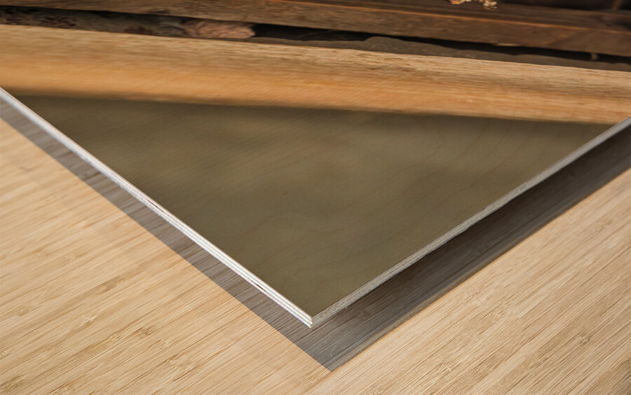 Head of a jackdaw poking out from nest in the rafters of an old  Wood print