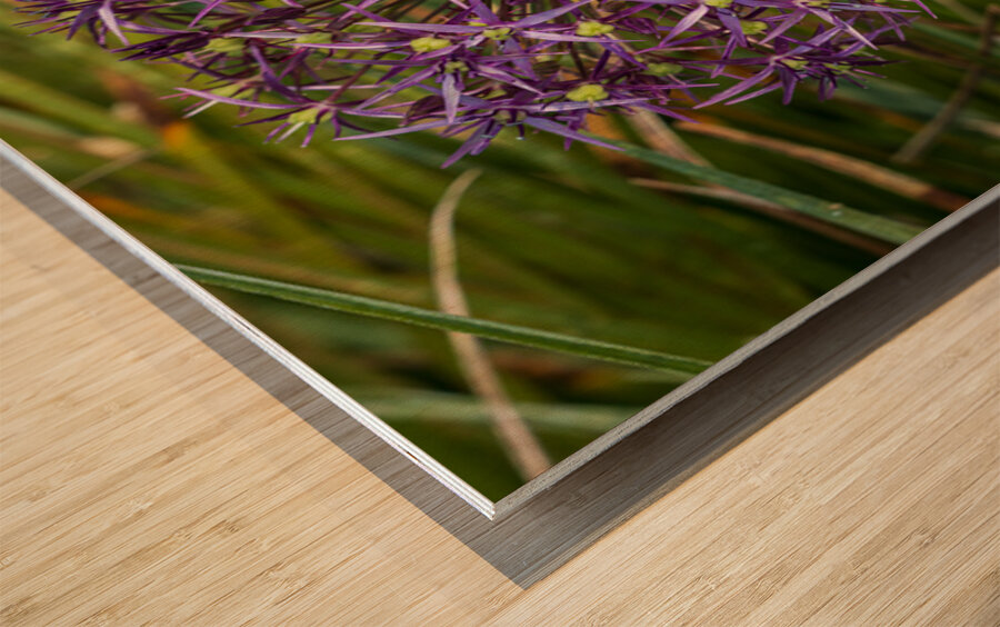 Large purple umbel of the Persian Onion or Star of Onion flower Wood print