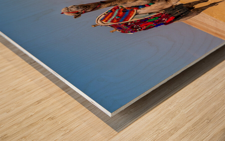 Single camel standing in front of Great Pyramid of Giza waiting  Wood print