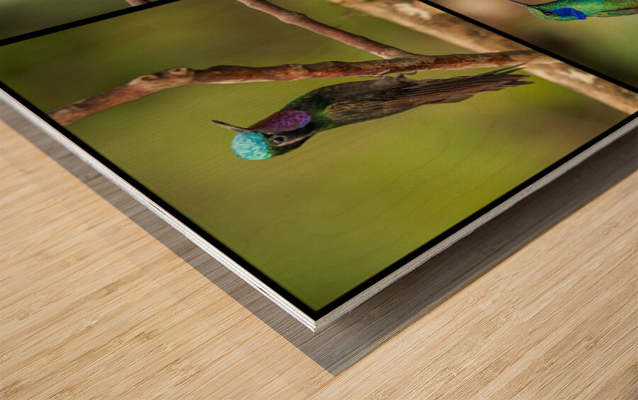 Montage of four humming birds from Costa Rica Wood print