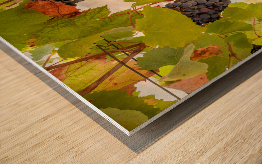 Grapes for port wine by the River Douro Wood print