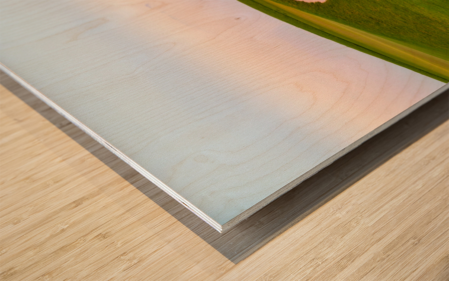 Heart shaped sand bunker in front of golf green Wood print