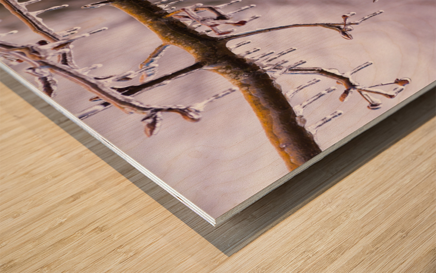 Ice covered branches start to melt to icicles Wood print