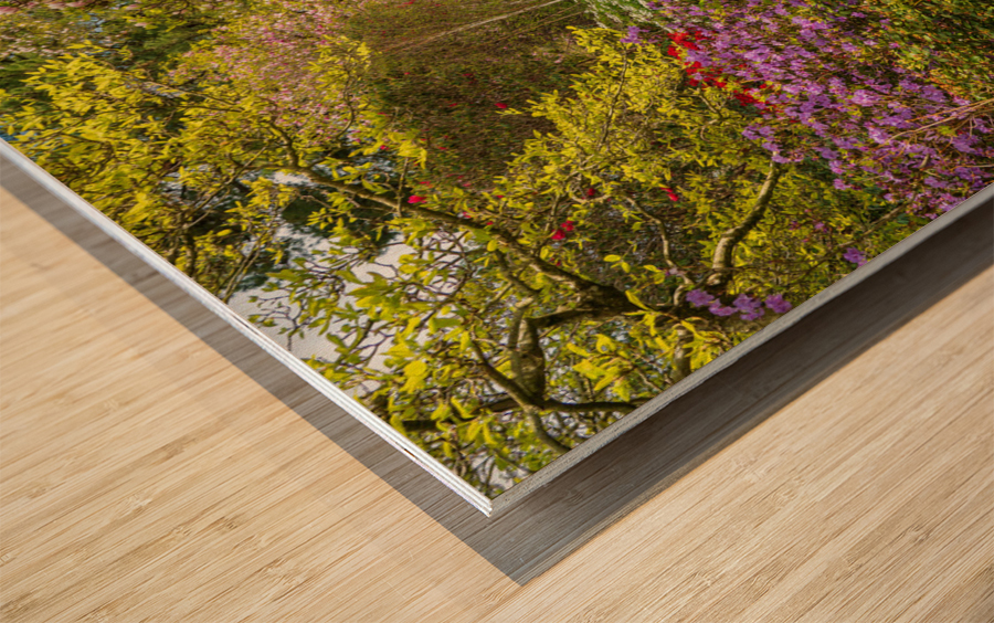 Path leads to Azaleas and Rhododendron trees in spring Wood print