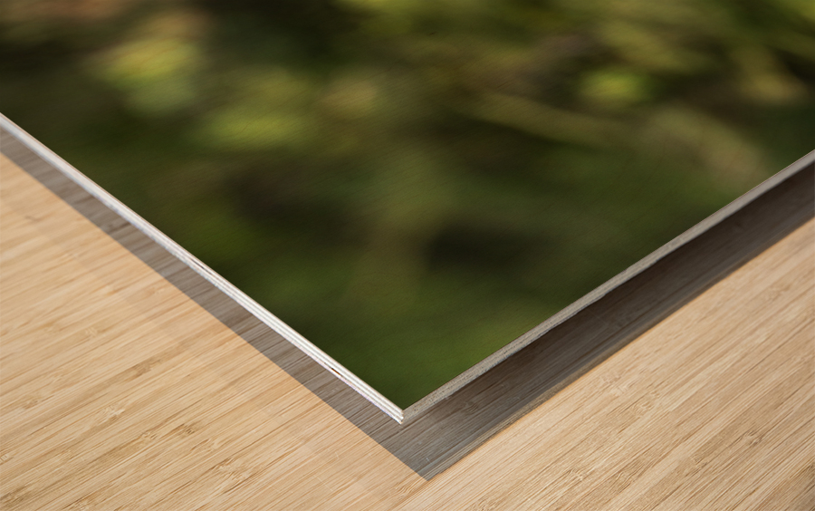 Close up of Snowy Owl against green rainforest in summer Wood print