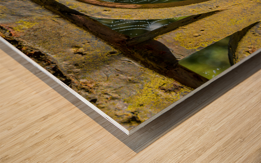 Dew glistening cobweb on gate Wood print