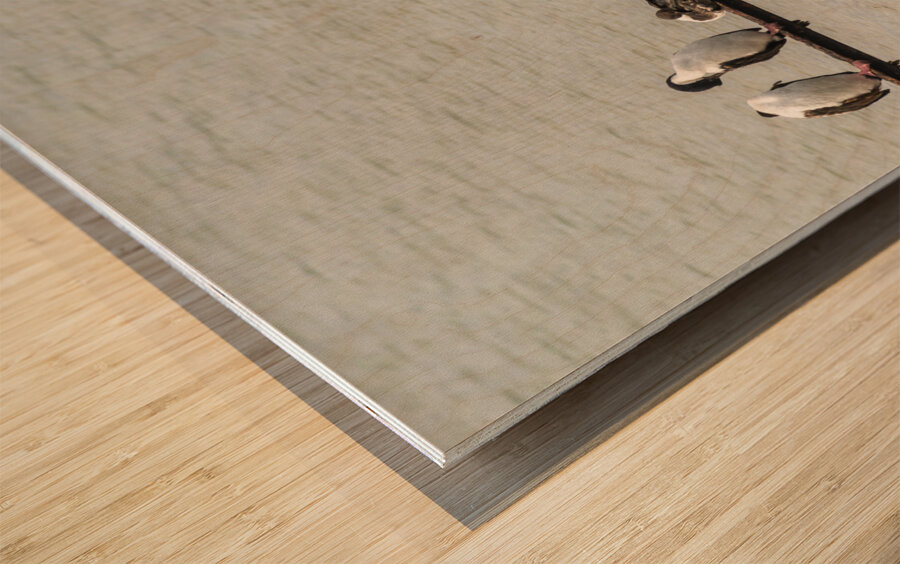 Colony of Imperial Cormorant seabirds in Punta Arenas Chile Wood print