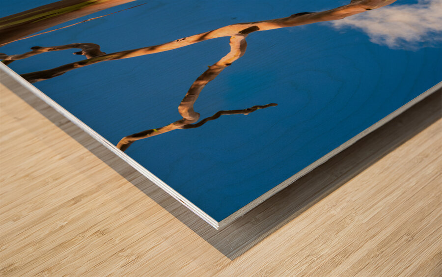 Branch of rainbow eucalyptus trees in Keahua Arboretum Wood print