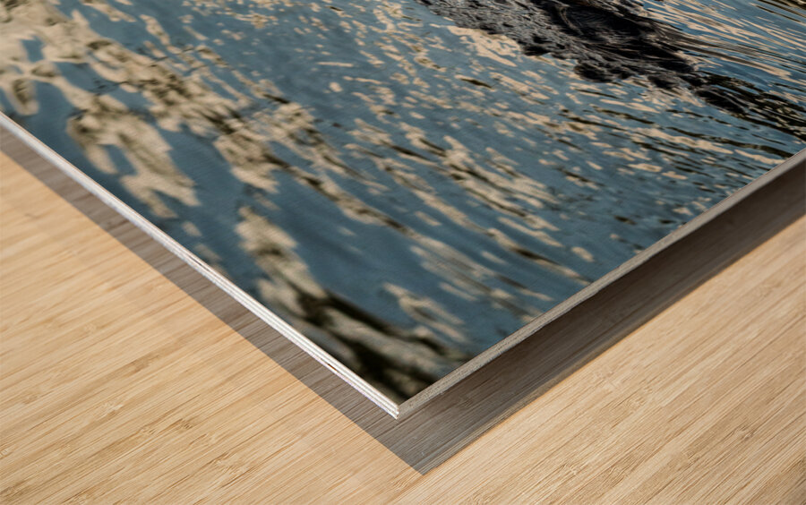 American alligator head in calm waters of Atchafalaya Wood print