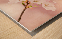 Detail macro photo of japanese cherry blossom flowers Wood print