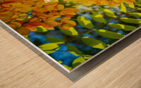 Gorgeous rainbow shower tree blossoms in Hawaii Wood print