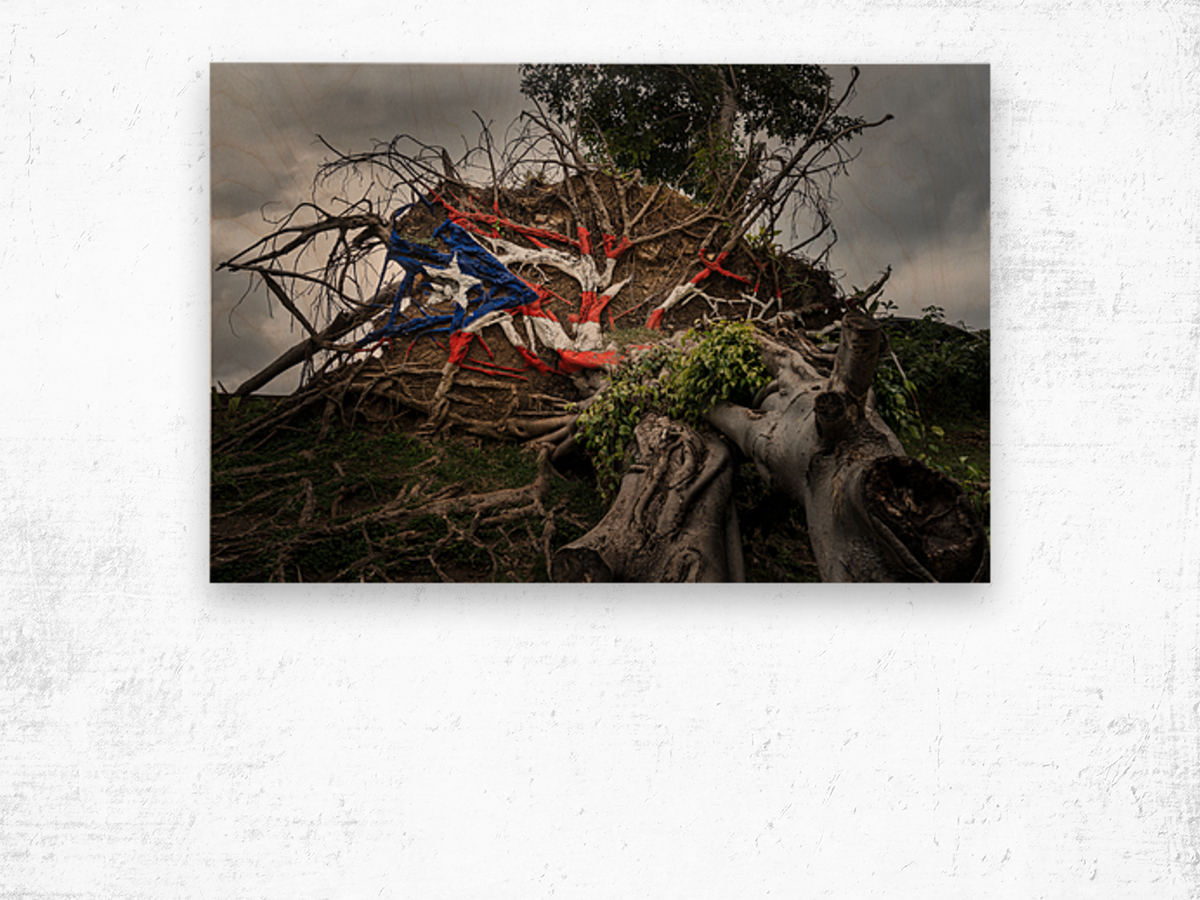 Fallen tree from Hurricane Maria in San Juan Wood print