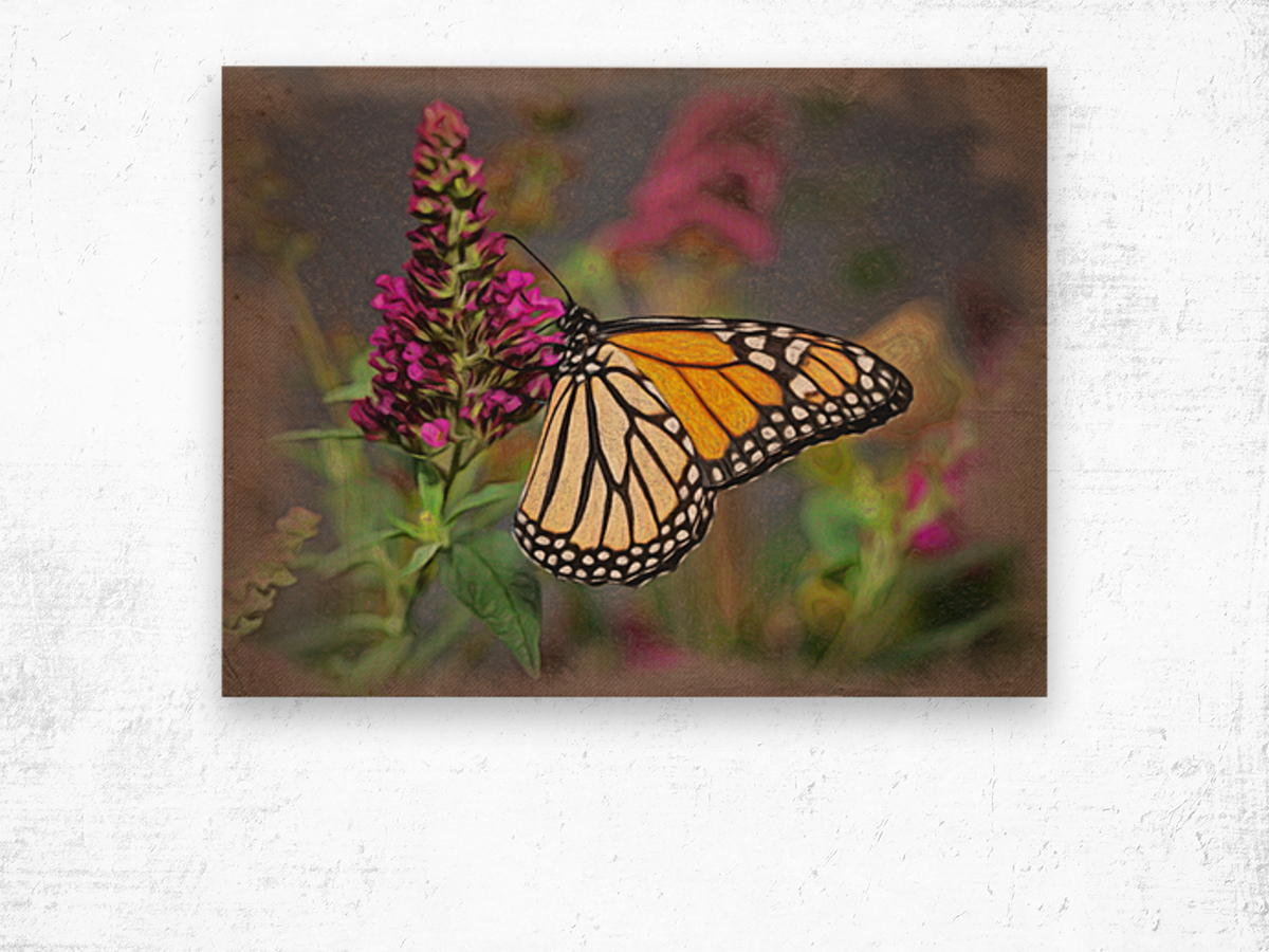 Beautiful Monarch butterfly feeding in garden Wood print