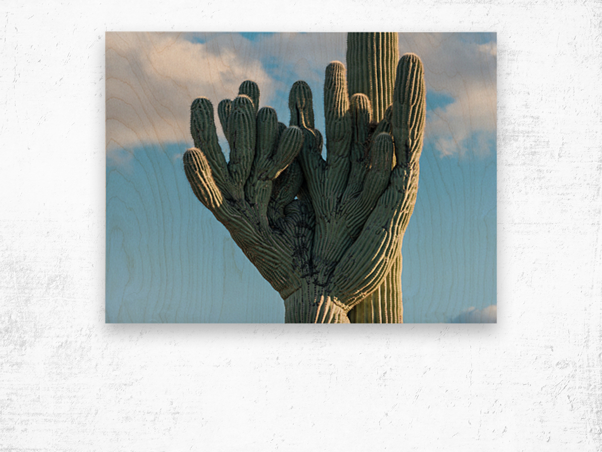 Crested Saguaro in National Park West Wood print