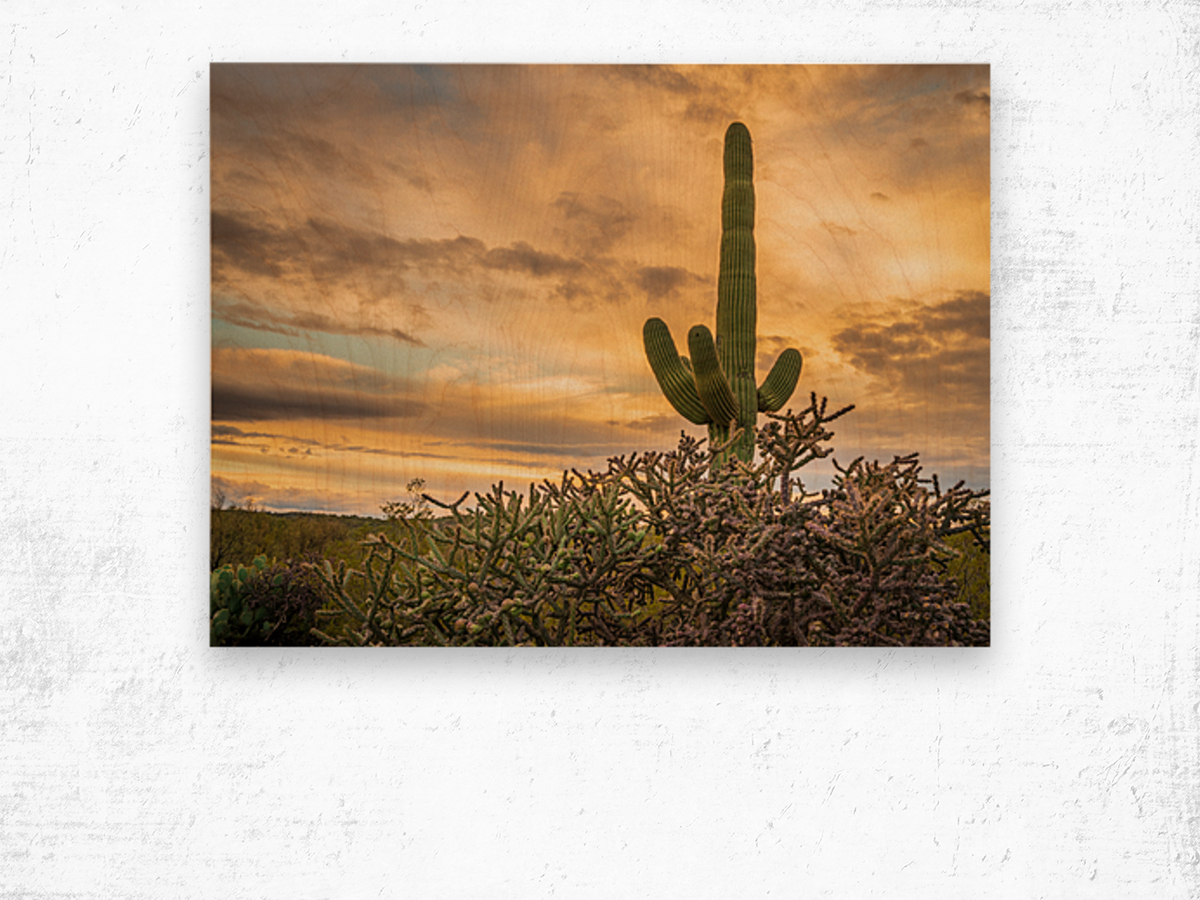 Sunset in Saguaro National Park Tucson Wood print