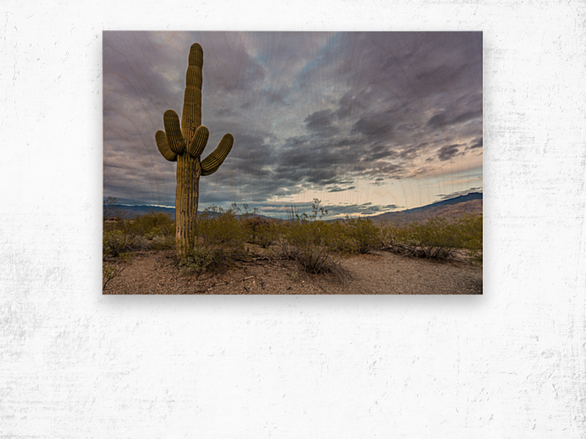 Sunset in Saguaro National Park Tucson Wood print