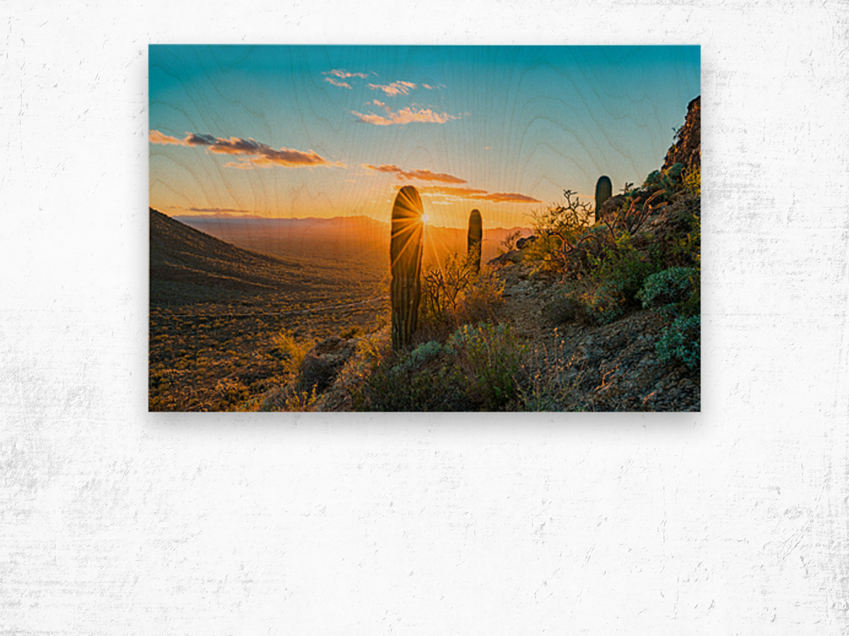 Sunset in Saguaro National Park West Wood print