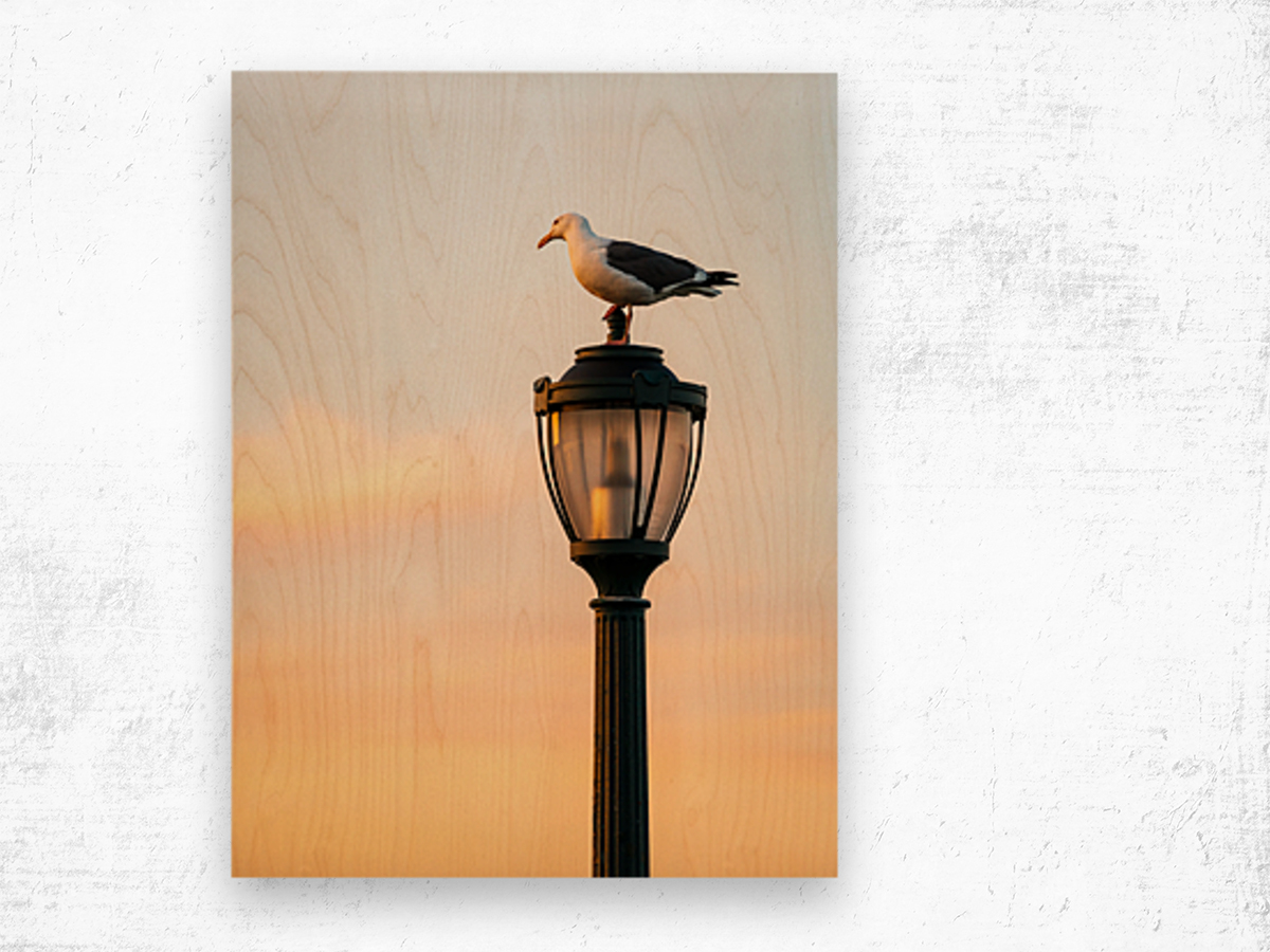 Seagull on a cast iron street lamp at dusk Wood print