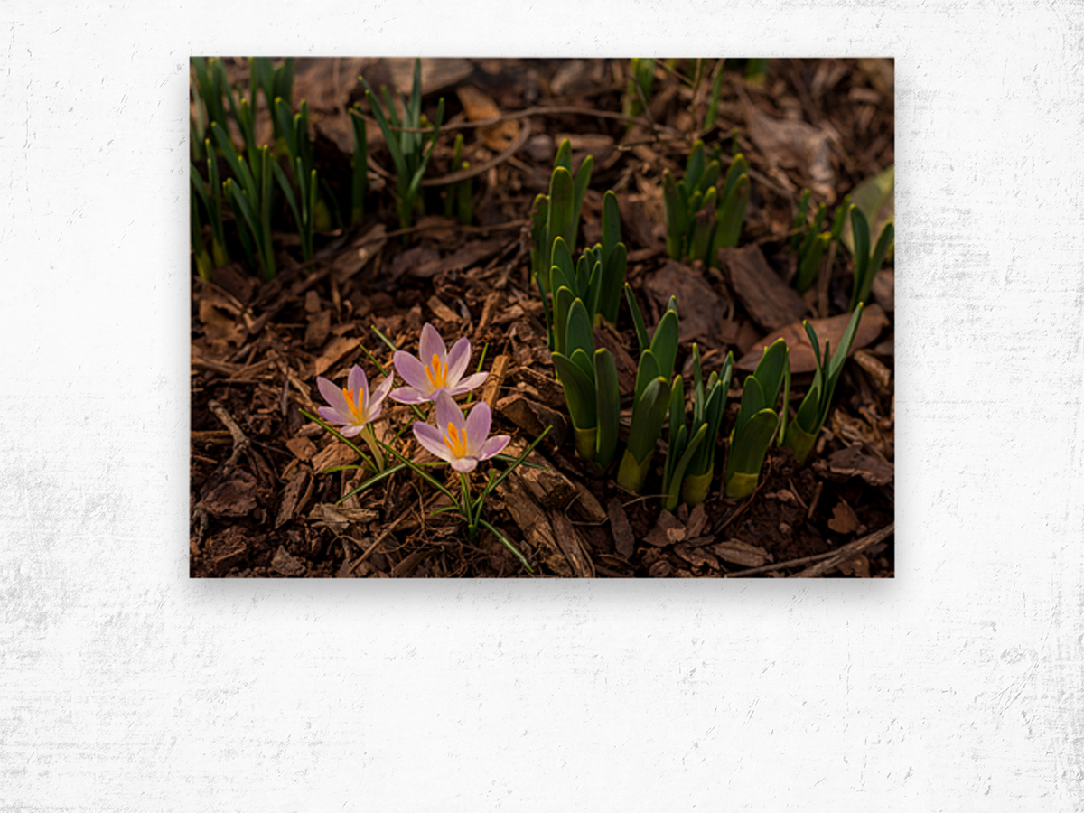 Crocus blossoms in dirt and mulch of garden Wood print