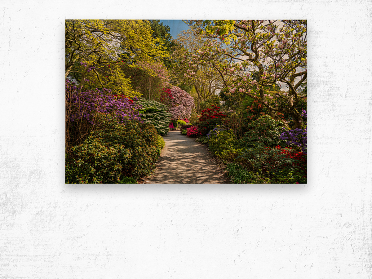 Azaleas and Rhododendron trees surround pathway in spring Wood print